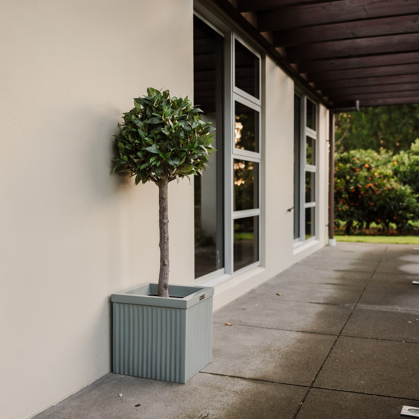 A square Modscene planter in front of house planted with a bay tree.